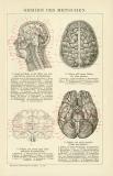Gehirn des Menschen historische Bildtafel Holzstich ca. 1898