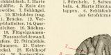 Gehirn des Menschen historische Bildtafel Holzstich ca. 1898