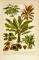 Blattpflanzen historische Bildtafel Chromolithographie ca. 1902