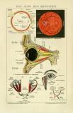 Das Auge des Menschen historische Bildtafel Chromolithographie ca. 1898