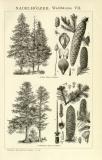 Nadelhölzer Waldbäume VII. - VIII. historische...