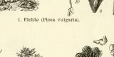 Nadelhölzer Waldbäume VII. - VIII. historische Bildtafel Holzstich ca. 1892